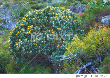 Yellow fynbos flowers and other plant species growing on Table Mountain, Cape Town in South Africa. Green bushes and shrubs along a hiking trail in a serene and uncultivated nature reserve in summer 121819472