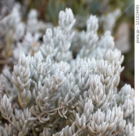 White woolly scenecio plants growing outdoors in nature. Closeup of perennial or seasonal succulents with smooth silver texture leaves. Thick sliver ragworts growth in eco friendly environment 121819495