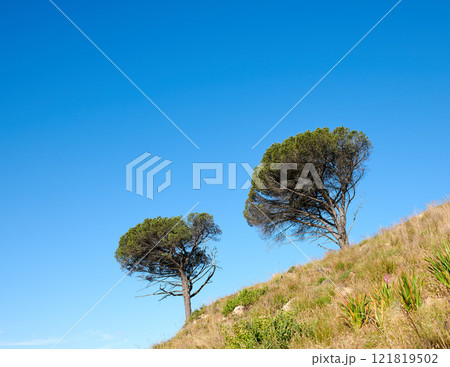 Trees growing on a mountain slope against a clear blue sky background with copy space. Remote and rugged nature reserve on a sunny summer day. Lush green landscape from below in a peaceful field Trees growing on a mountain slope against a clear blue sky background with copy space. Remote and rugged nature reserve on a sunny summer day. Lush green landscape from below in a peaceful field 121819502