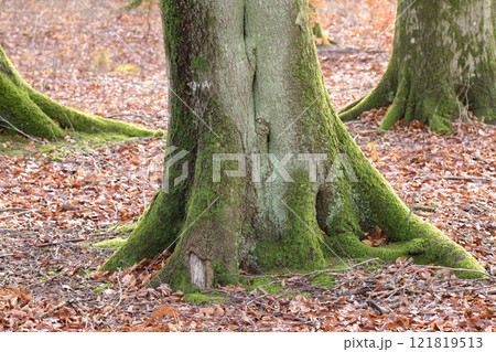 The roots of a tree trunk covered in moss outdoors in a park during autumn. Big and old trees in nature with brown leaves on the ground. View of the bottom of the woods on a summer day The roots of a tree trunk covered in moss outdoors in a park during autumn. Big and old trees in nature with brown leaves on the ground. View of the bottom of the woods on a summer day 121819513