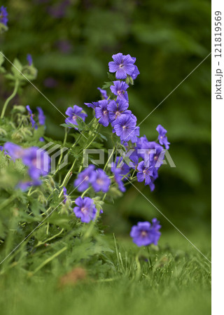 Close up of purple geraniums blossoming in the green grass with blurred green background. Stunning bunch of bright meadow flowers growing on the forest edge. Native woodland plant blooming in spring 121819569