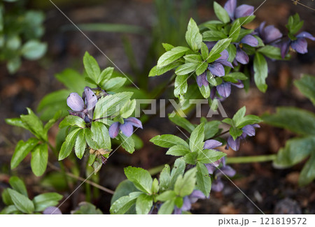 Lenten or Christmas rose flower blooming in a woodland or forest on a warm Spring or early Winter day. Helleborus oreintalis is a herbal plant grown in a moist garden or nature environment. 121819572