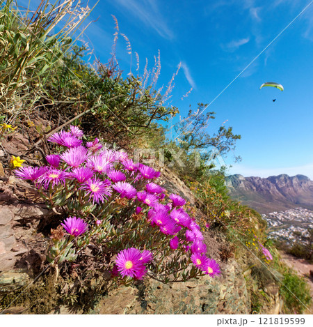 Pink flowers growing on a mountain slope with a paraglider flying in the blue sky background. Colorful flora with of carpobrotus edulis from the ice plant species in natural environment 121819599