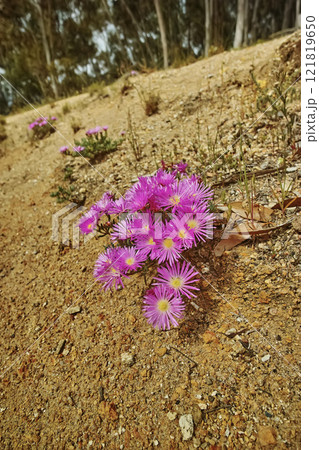 Pink trailing ice plant flowers growing on the ground on Table Mountain, Cape Town, South Africa. Barren landscape of shrubs, colorful flora and plants in a peaceful and uncultivated nature reserve Pink trailing ice plant flowers growing on the ground on Table Mountain, Cape Town, South Africa. Barren landscape of shrubs, colorful flora and plants in a peaceful and uncultivated nature reserve 121819650