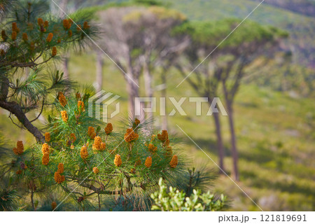 Pine trees growing in a nature park or lush spring forest. The flora and fauna around mountainside in South Africa, Western Cape. Aleppo plant with buds and needle like leaves in remote enviroment Pine trees growing in a nature park or lush spring forest. The flora and fauna around mountainside in South Africa, Western Cape. Aleppo plant with buds and needle like leaves in remote enviroment 121819691