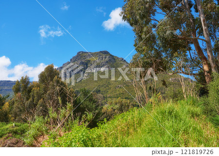 Green tree plants on the mountains with blue sky copy space. Beautiful biodiversity in a nature landscape wild indigenous vegetation, shrubs and tress growing near a popular hiking spot in Cape Town 121819726
