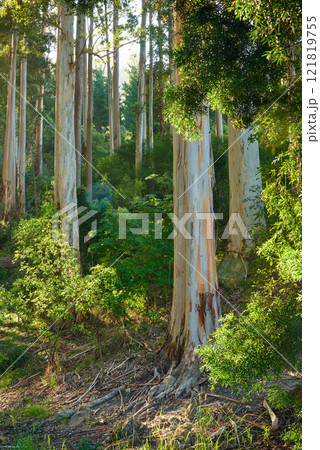 Beautiful forest with lush green plants and tall trees growing in a peaceful and remote environment. Landscape of Eucalyptus trees growing outside in nature at Table Mountain national park in spring Beautiful forest with lush green plants and tall trees growing in a peaceful and remote environment. Landscape of Eucalyptus trees growing outside in nature at Table Mountain national park in spring 121819755
