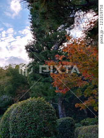 松の大木と紅葉② 松の大木と紅葉② 121819758