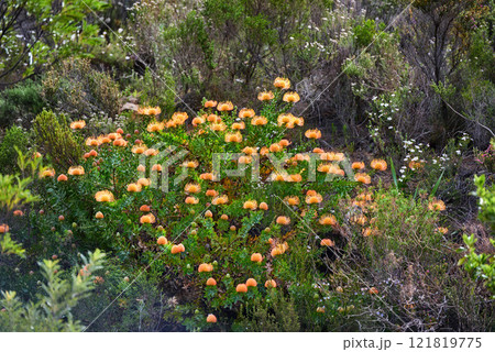 Above shot of orange protea flowers growing outside in their natural habitat. Plant life and vegetation growing and thriving on a mountainside in a lucious forest or woods as part of scenic nature Above shot of orange protea flowers growing outside in their natural habitat. Plant life and vegetation growing and thriving on a mountainside in a lucious forest or woods as part of scenic nature 121819775