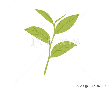 緑茶・抹茶_茶葉のイラスト3 121820640