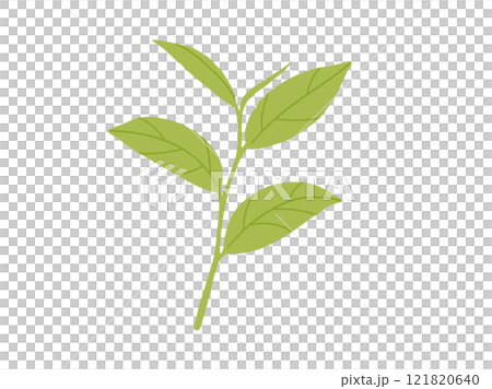緑茶・抹茶_茶葉のイラスト3 121820640