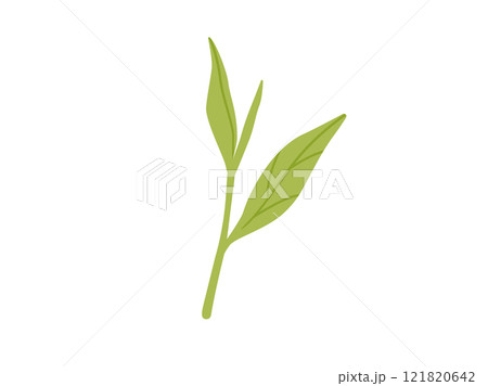 緑茶・抹茶_茶葉のイラスト1 121820642