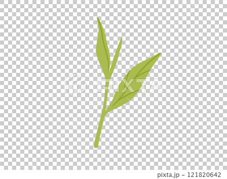 綠茶/抹茶_茶葉插畫1 綠茶/抹茶_茶葉插畫1 121820642