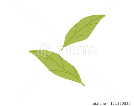 緑茶・抹茶_茶葉のイラスト4 121820825