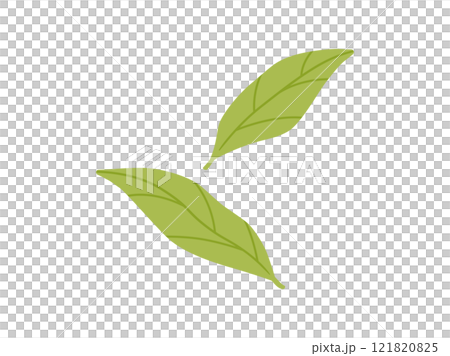 Green tea/matcha_tea leaves illustration 4 121820825