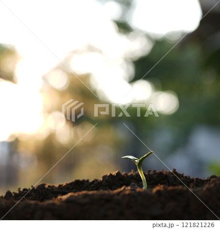 Macro closeup of small growing sprout, backyard home garden Macro closeup of small growing sprout, backyard home garden 121821226