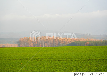 霧の美瑛　晩秋の丘 121821243