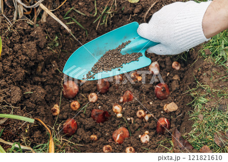 top dressing with granular fertilizer for spring bulbous plants when planting 121821610