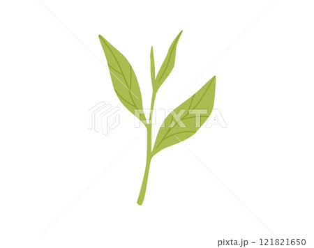 緑茶・抹茶_茶葉のイラスト2 121821650