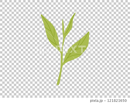 緑茶・抹茶_茶葉のイラスト2 121821650