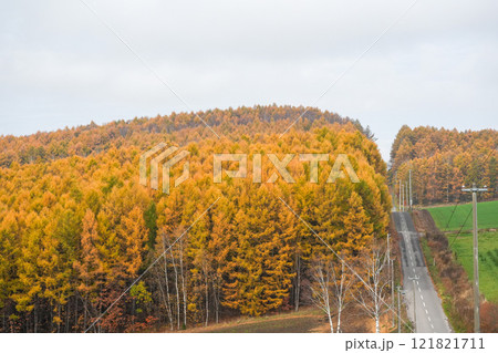 美しいからまつ林を抜ける一本道 121821711