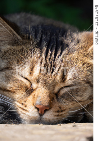 日向で気持ちよさそうにお昼寝してるキジトラ柄の子猫っぽい野良猫 121821848