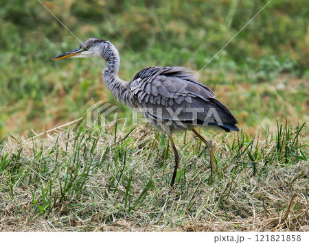 農耕地を歩くアオサギ 121821858