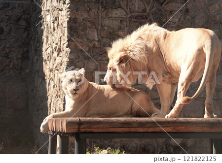 Lion and lioness lying together outdoor. Love 121822125