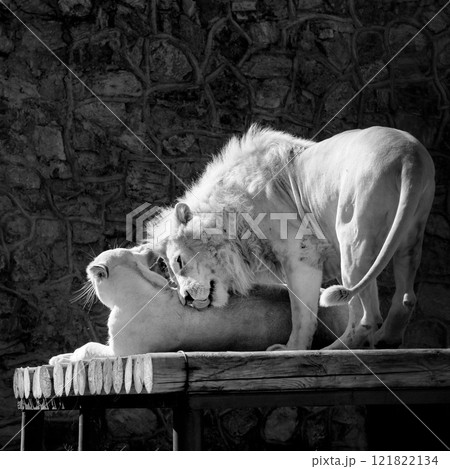 Lion and lioness lying together outdoor. Love Lion and lioness lying together outdoor. Love 121822134