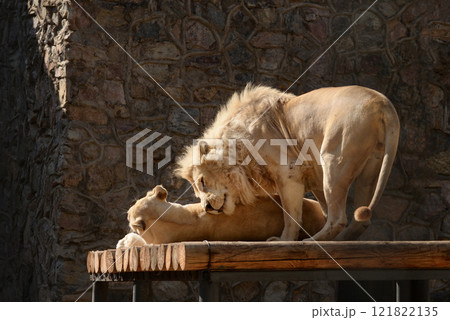 Lion and lioness lying together outdoor. Love Lion and lioness lying together outdoor. Love 121822135