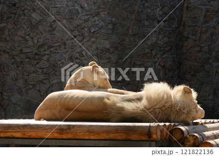 Lion and lioness lying together outdoor. Love Lion and lioness lying together outdoor. Love 121822136
