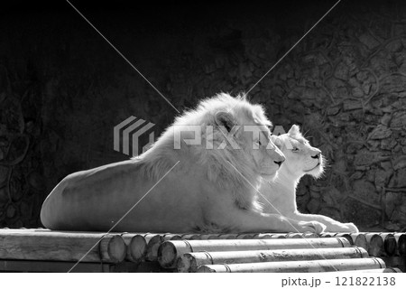 Lion and lioness lying together outdoor. Love Lion and lioness lying together outdoor. Love 121822138