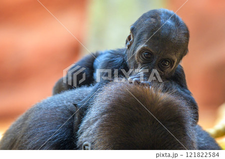 Western lowland gorilla baby riding on the back of its mother 121822584