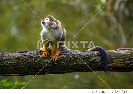 Common Squirrel Monkey Looking Up on a Tree Branch 121822585