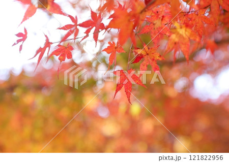 赤く染まった紅葉 赤く染まった紅葉 121822956