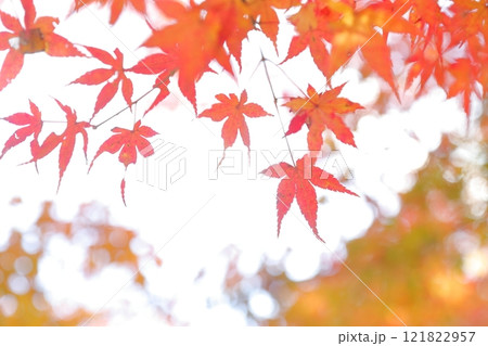 赤く染まった紅葉 121822957
