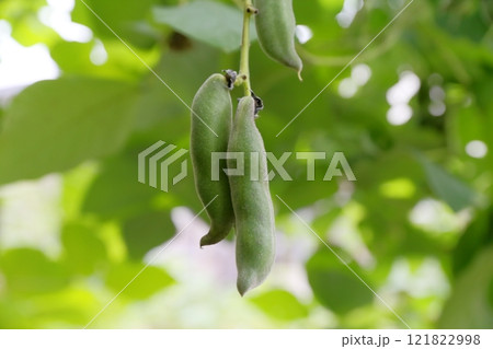 ムクナ豆の実 121822998