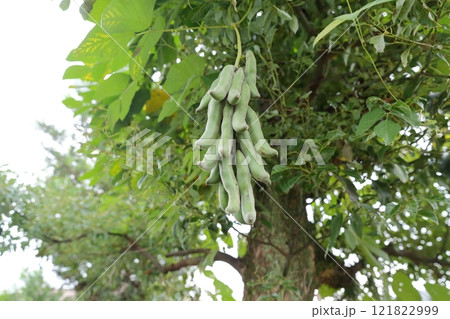 ムクナ豆の実 121822999