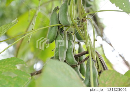 ムクナ豆の実 121823001