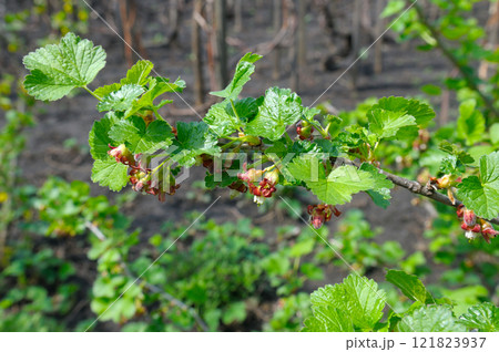 currants bloom in spring in the garden currants bloom in spring in the garden 121823937