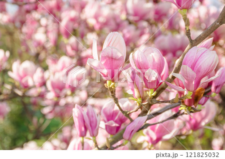 magnolia soulangeana in full bloom. botanical park environment. sunny weather in spring. beautiful outdoor nature background. pink flowers on the branch in morning light magnolia soulangeana in full bloom. botanical park environment. sunny weather in spring. beautiful outdoor nature background. pink flowers on the branch in morning light 121825032