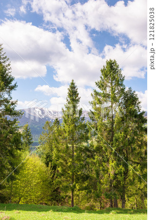 fir forest behind the green field. spruce woods. sunny day. carpathian mountain landscape in spring. beautiful view of ukrainian alps beneath a sky with clouds. idyllic springtime 121825038