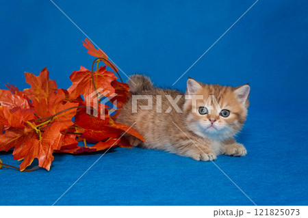 Red kitten and decorative autumn leaves 121825073