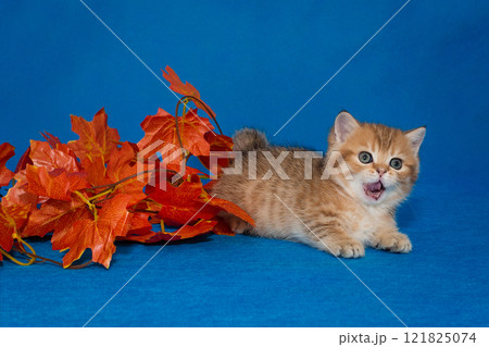 Meowing red kitten and decorative autumn leaves 121825074