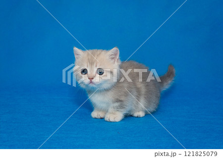 Grey Scottish kitten, munchkin Grey Scottish kitten, munchkin 121825079