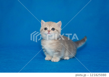 Grey Scottish kitten, munchkin Grey Scottish kitten, munchkin 121825080