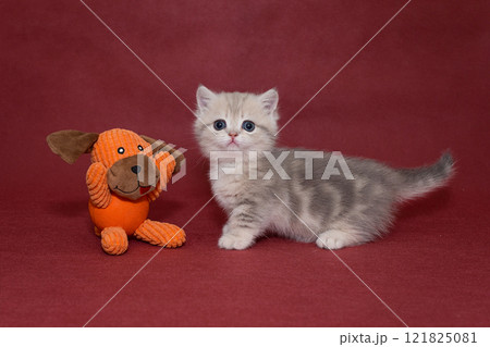 Grey Scottish kitten and a puppy toy 121825081