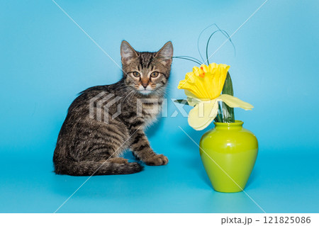 Small mongrel kitten of gray color Small mongrel kitten of gray color 121825086