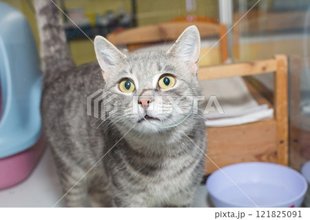 Sad stray cat in the glass enclosure 121825091