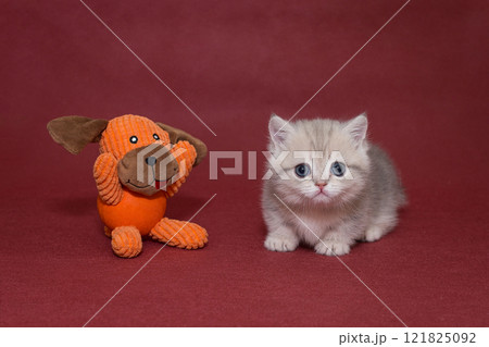 Grey Scottish kitten and a puppy toy Grey Scottish kitten and a puppy toy 121825092